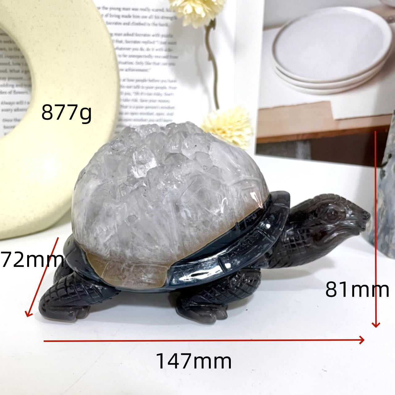 Turtle Druzy Natural Raw Geode From IG Crystal