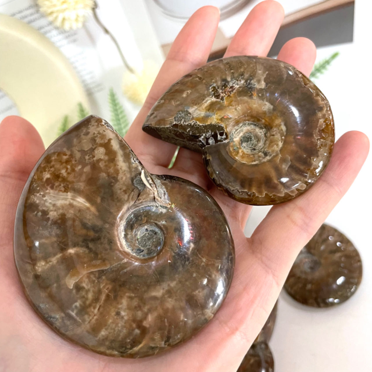 2~3PCS Snail Crystal about 250g Healing Stone Home Decoration From IG Crystal