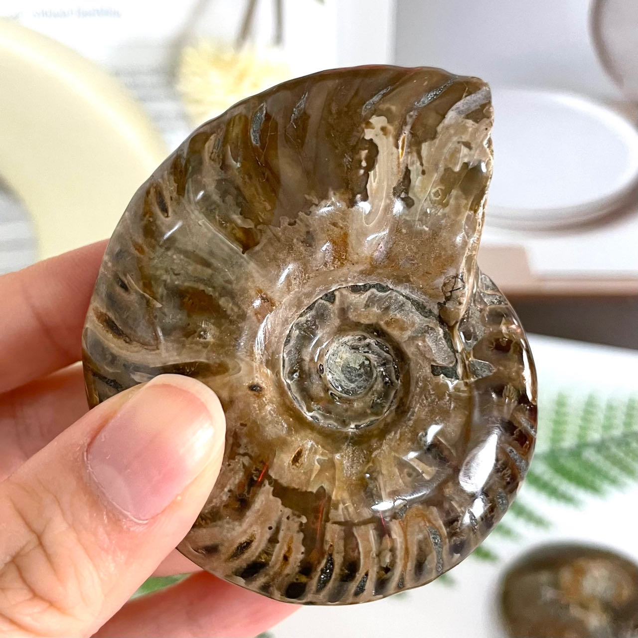 2~3PCS Snail Crystal about 250g Healing Stone Home Decoration From IG Crystal