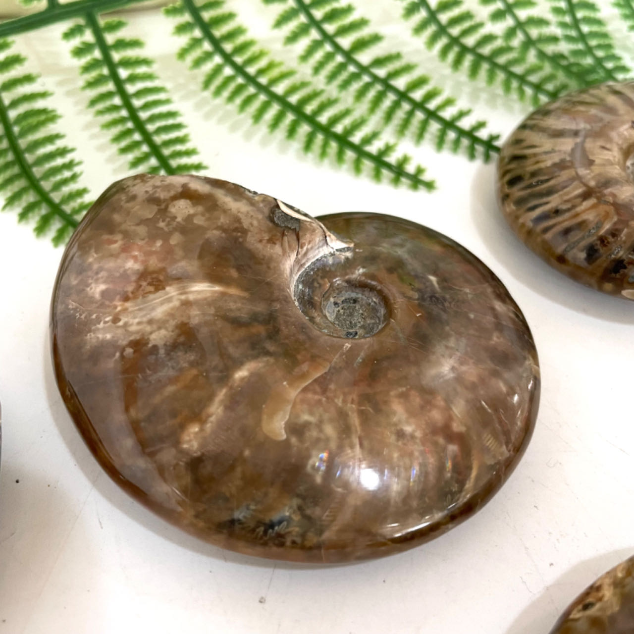 2~3PCS Snail Crystal about 250g Healing Stone Home Decoration From IG Crystal