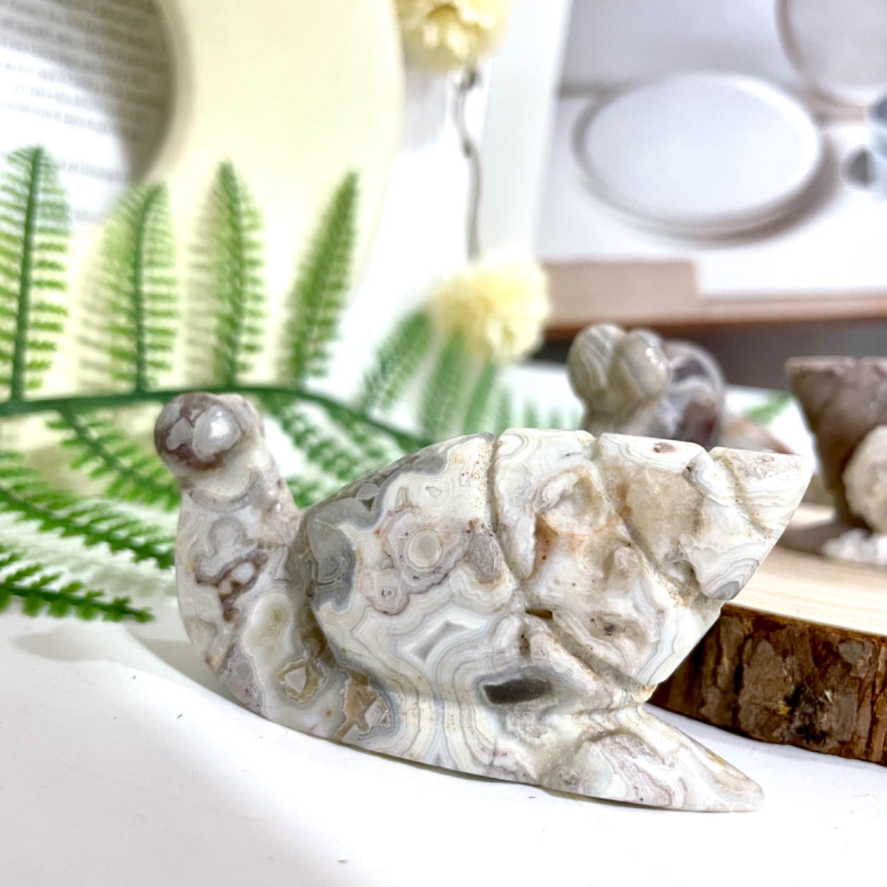 2 Counts Mexican Laguna Lace Agate Snail Crystal Healing Stone Home Decoration From IG Crystal