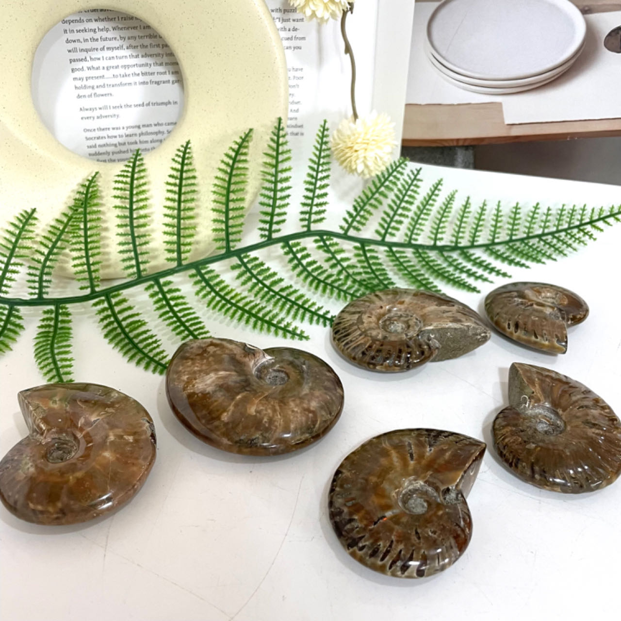 2~3PCS Snail Crystal about 250g Healing Stone Home Decoration From IG Crystal