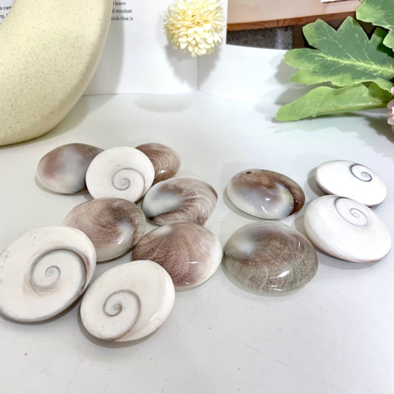 Sun Shell Healing Stone Home Decoration About 20PCS From IG Crystal
