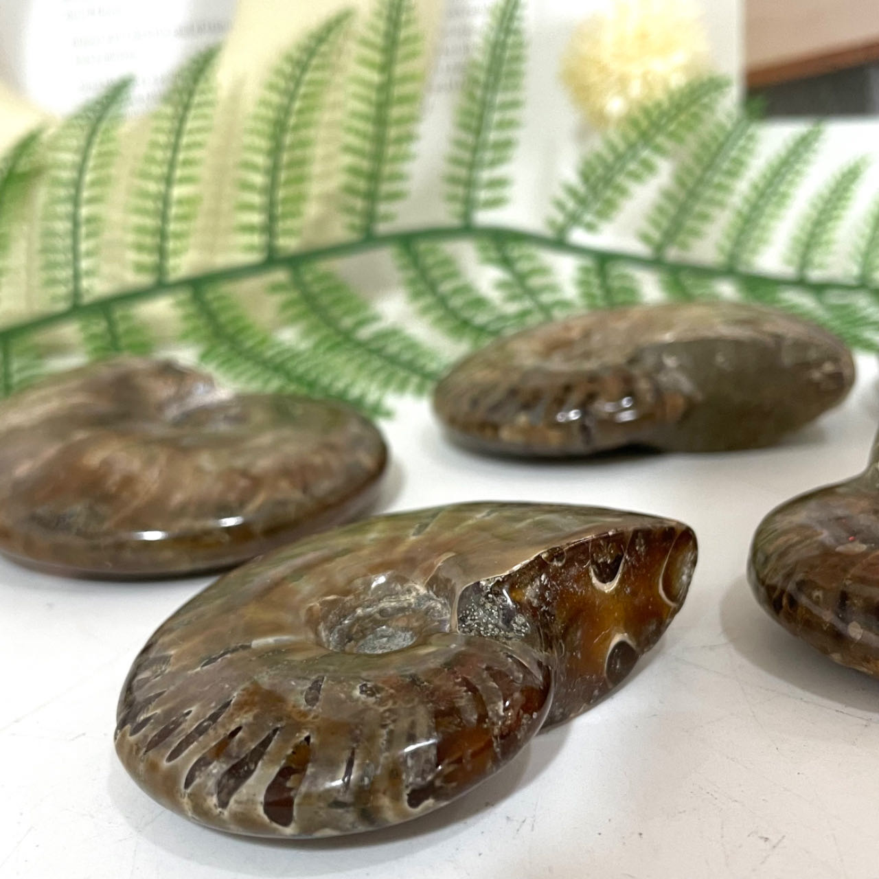 2~3PCS Snail Crystal about 250g Healing Stone Home Decoration From IG Crystal