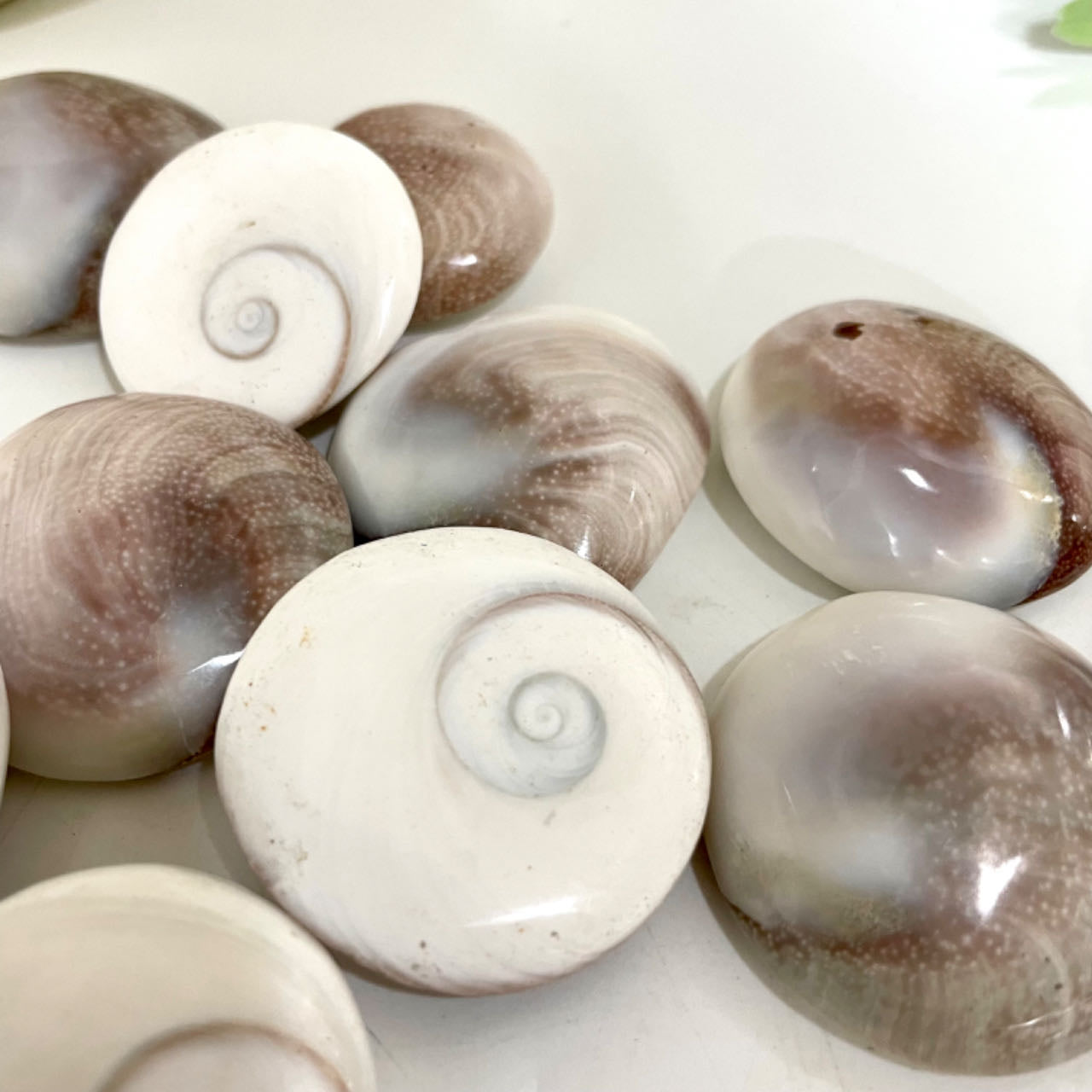 Sun Shell Healing Stone Home Decoration About 20PCS From IG Crystal