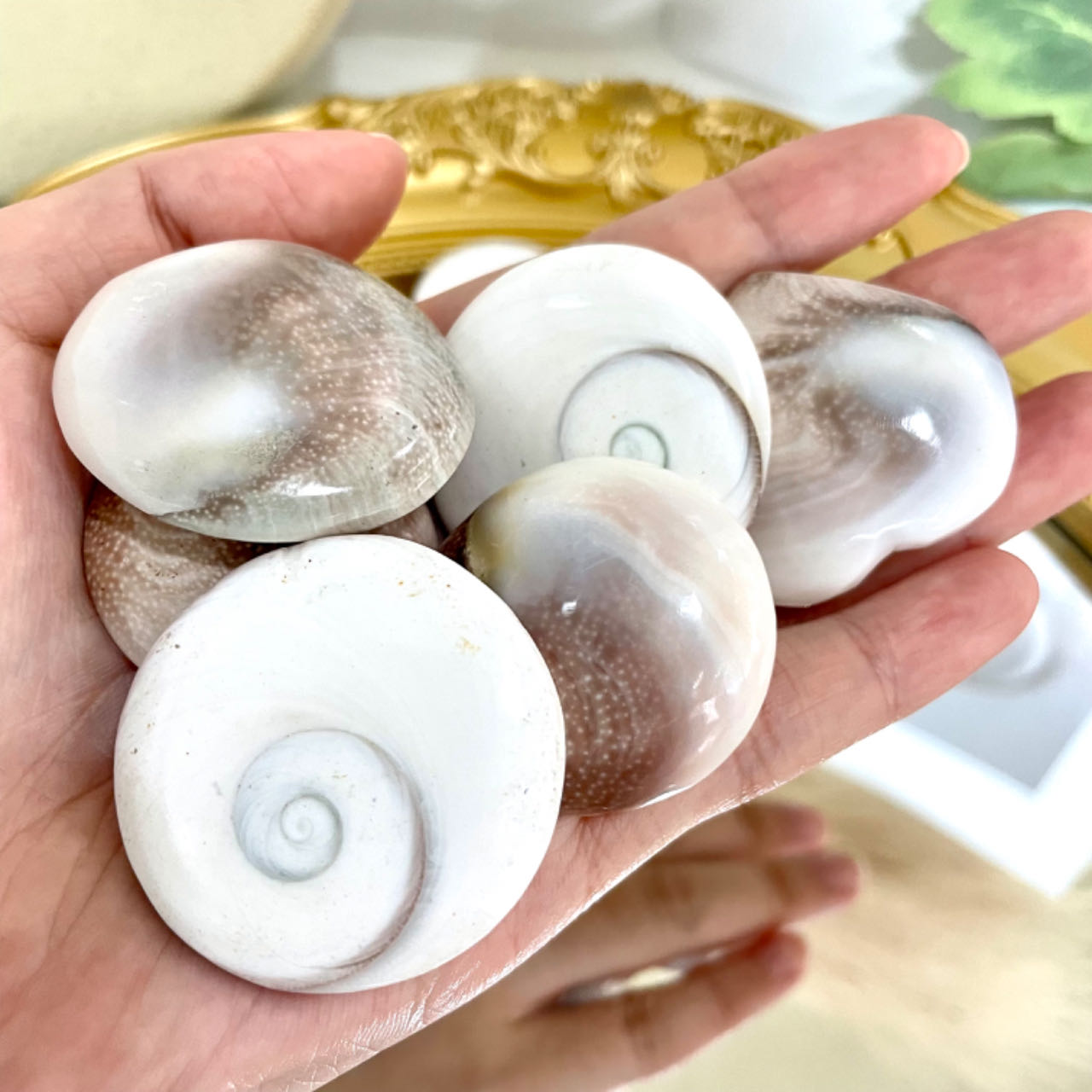 Sun Shell Healing Stone Home Decoration About 20PCS From IG Crystal