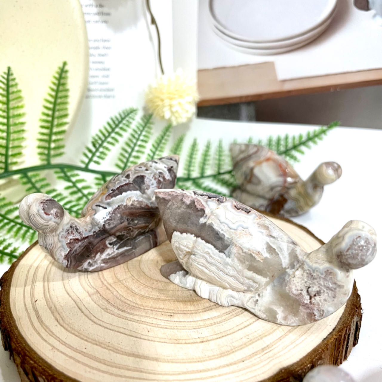 2 Counts Mexican Laguna Lace Agate Snail Crystal Healing Stone Home Decoration From IG Crystal